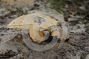 Gyroporus cyanescens, commonly known as the bluing bolete or the cornflower bolete photo