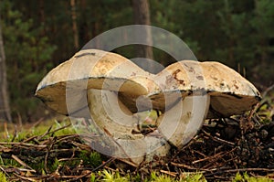 Gyroporus cyanescens fungus