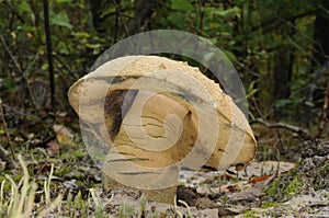 Gyroporus cyanescens fungus photo