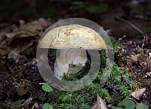 Gyroporus cyanescens(sin. Boletus cyanescens) , commonly known as the bluing bolete or the cornflower bolete