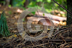 Gyroporus Mushroom photo