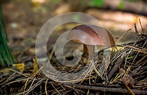 Gyroporus Mushroom photo