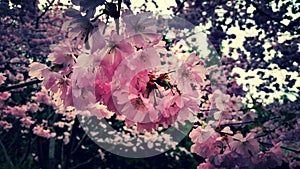 GÃÂ¤rten der Welt