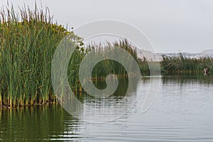 GÃÂ©nesis lagoon in Pantanos de Villa Chorrillos Lima Peru photo