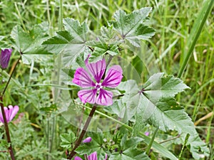 Purple Geranium sylvaticum flower in a field photo