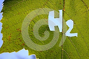H2, the chemical symbol for hydrogen, on a green vine leaf. Hydrogen fuel cells, carbon neutral, and clean fuel concept