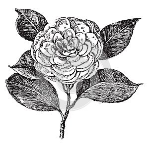 H.A. Downing Camellia Japonica vintage illustration