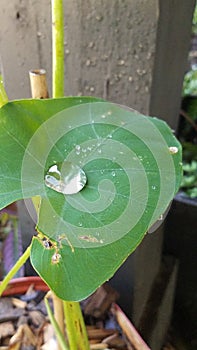 H20 drop on an elephant ear