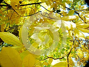 Golden-yellow discolored chestnut leaves in autumn in full sunlight