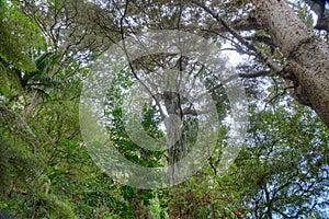 A. H. Reed Memorial Kauri Park at Whangarei, New Zealand