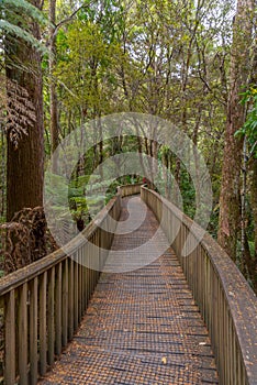 A. H. Reed Memorial Kauri Park at Whangarei, New Zealand