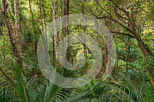 A. H. Reed Memorial Kauri Park at Whangarei, New Zealand