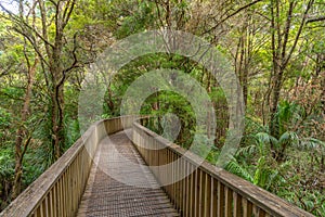 A. H. Reed Memorial Kauri Park at Whangarei, New Zealand