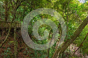 A. H. Reed Memorial Kauri Park at Whangarei, New Zealand