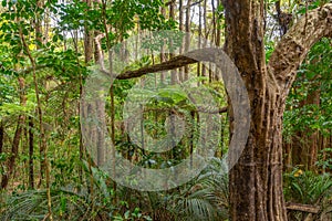 A. H. Reed Memorial Kauri Park at Whangarei, New Zealand