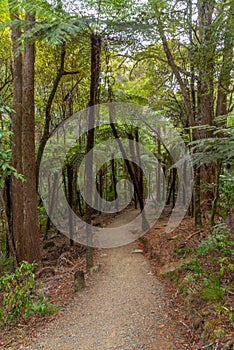 A. H. Reed Memorial Kauri Park at Whangarei, New Zealand