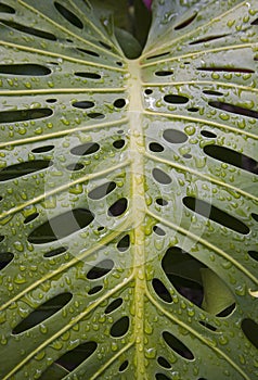 H44 Monstera leaf after a rain