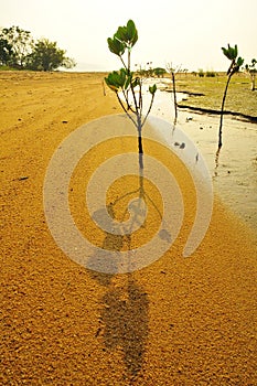 Ha Pak Nai - A short tree on Mudflat in Hong Kong