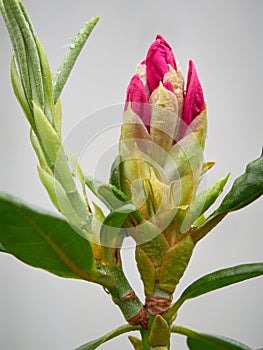 Haaga rhododendron bud.
