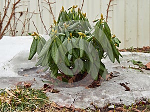 Haaga rhododendron after winter in garden.