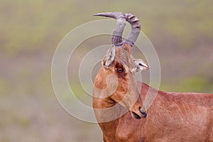 Haartebeest (alcelaphus buselaphus)