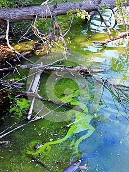 HAB Blue-Green Algae dangerous bloom along lake shore in NYS