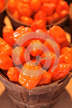 Habanero photo