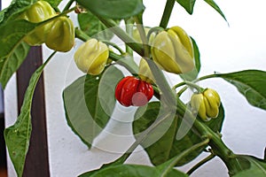 Habanero chile peppers growing