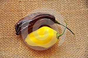 Habanero chili peppers