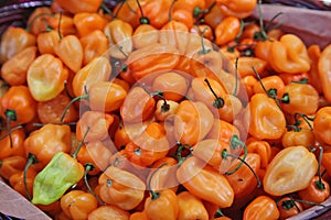 Habanero chilis in Mexico photo