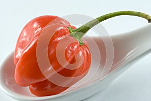 Habanero chillie on a white spoon photo