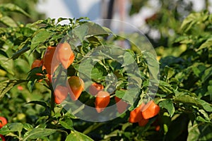 Hot habanero Orange peppers on the plants photo