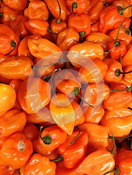 Habanero Orange Peppers photo