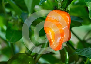 Habanero Pepper (Capsicum Chinense)