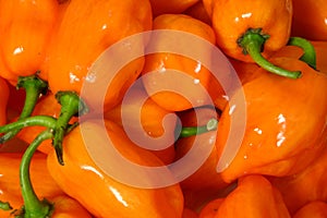 Habanero peppers photo