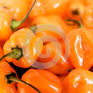 Habanero Peppers photo