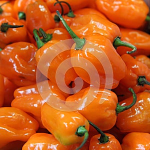 Habanero peppers photo