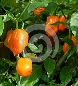 Habanero Peppers (Capsicum Chinense) photo