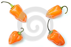 Habanero peppers pattern