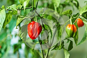 Habanero plant featuring fresh, ripe habanero peppers, ready for picking.