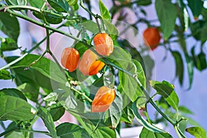 Habanero plant featuring fresh, ripe habanero peppers, ready for picking.