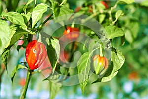 Habanero plant featuring fresh, ripe habanero peppers, ready for picking.