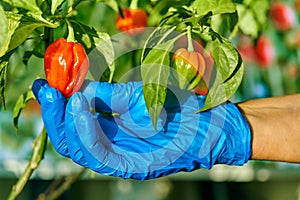 Habanero plant featuring fresh, ripe habanero peppers, ready for picking.