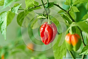 Habanero plant featuring fresh, ripe habanero peppers, ready for picking.