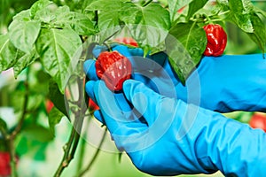 Habanero plant featuring fresh, ripe habanero peppers, ready for picking.