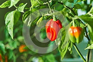 Habanero plant featuring fresh, ripe habanero peppers, ready for picking.