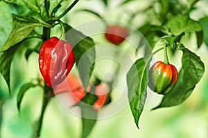 Habanero plant featuring fresh, ripe habanero peppers, ready for picking.