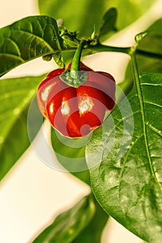 Habanero plant featuring fresh ripe habanero peppers