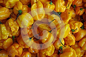 Habanero yellow hot peppers pattern view from above photo