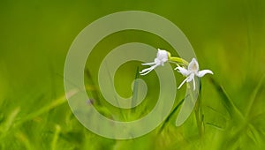 Habenaria rariflora - A Wild Terrestrial Orchid